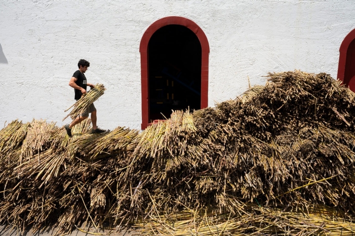 Separação de cana recém-cortada nos Engenhos do Norte, uma usina e destilaria de cana-de-açúcar em Porto da Cruz, na ilha da Madeira