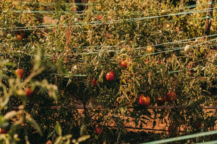  Celebre a décima edição da Festa do Tomate Coração de Boi do Douro em Arroios, Vila Real.