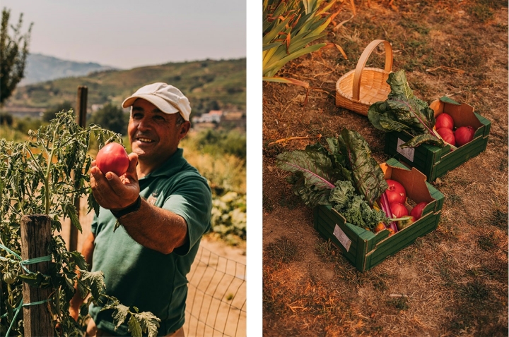 Pedro, hortelão da Quinta da Pacheca, mostra um tomate da mesma planta de onde colherá os exemplares que a quinta levará a concurso. O Tomate Coração de Boi ideal, para além do formato coração, deve ter a pele fina, o gomo suculento e firme e uma ligeira doçura a pontuar a acidez 