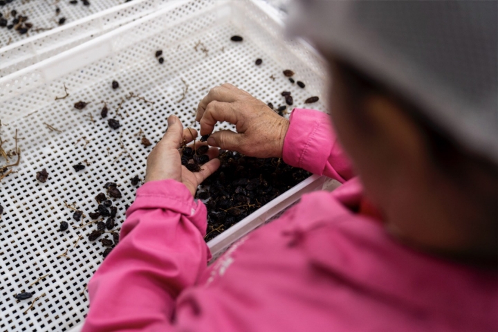 operario limpiando pasas