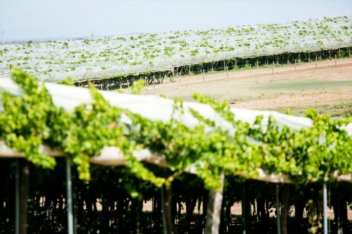 vides bajo plástico