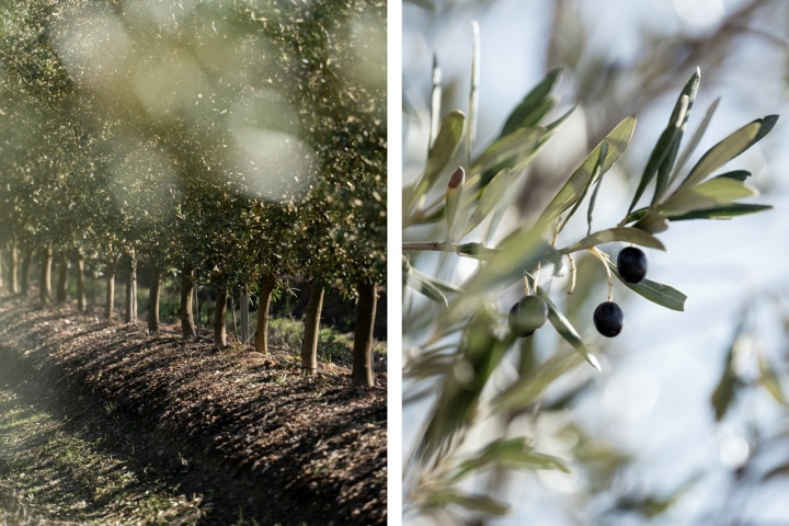 Os primeiros olivais da Casa Relvas foram plantados em 2017 