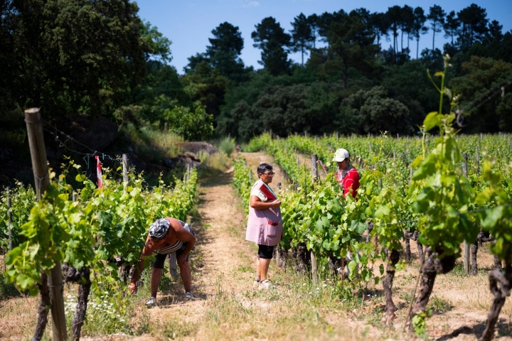 A manutenção das vinhas na Quinta do Arcossó