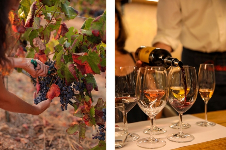 No Enoturismo da Quinta de Valbom conhecem-se as vinhas, a sua história e fazem-se provas (foto Cartuxa) 