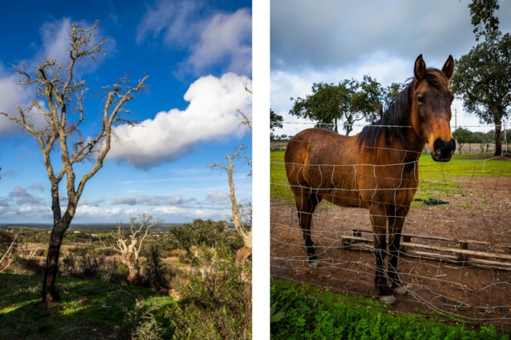 A égua Linda é uma das residentes deste hotel rural