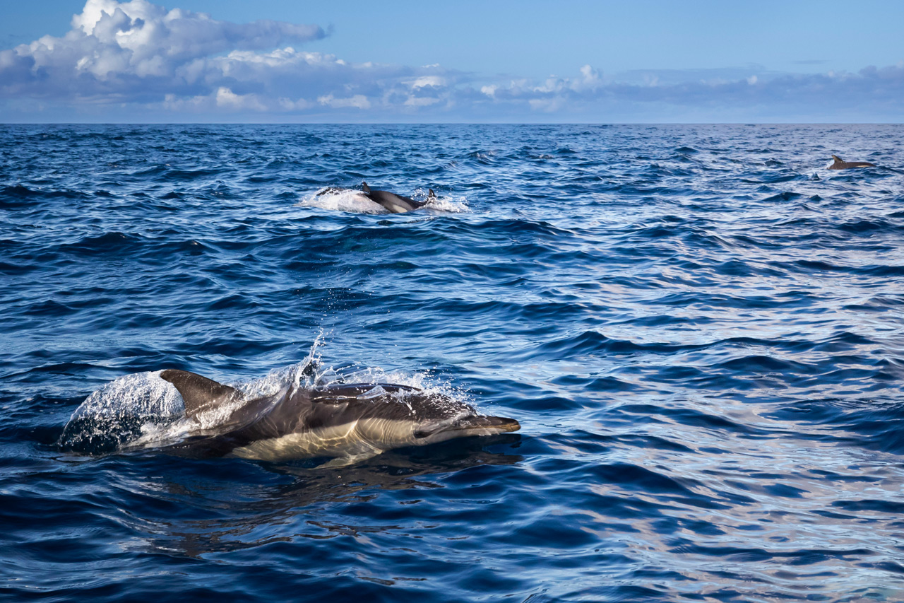 A poucas milhas da costa é provável que consiga ver diferentes espécies de golfinhos e baleias