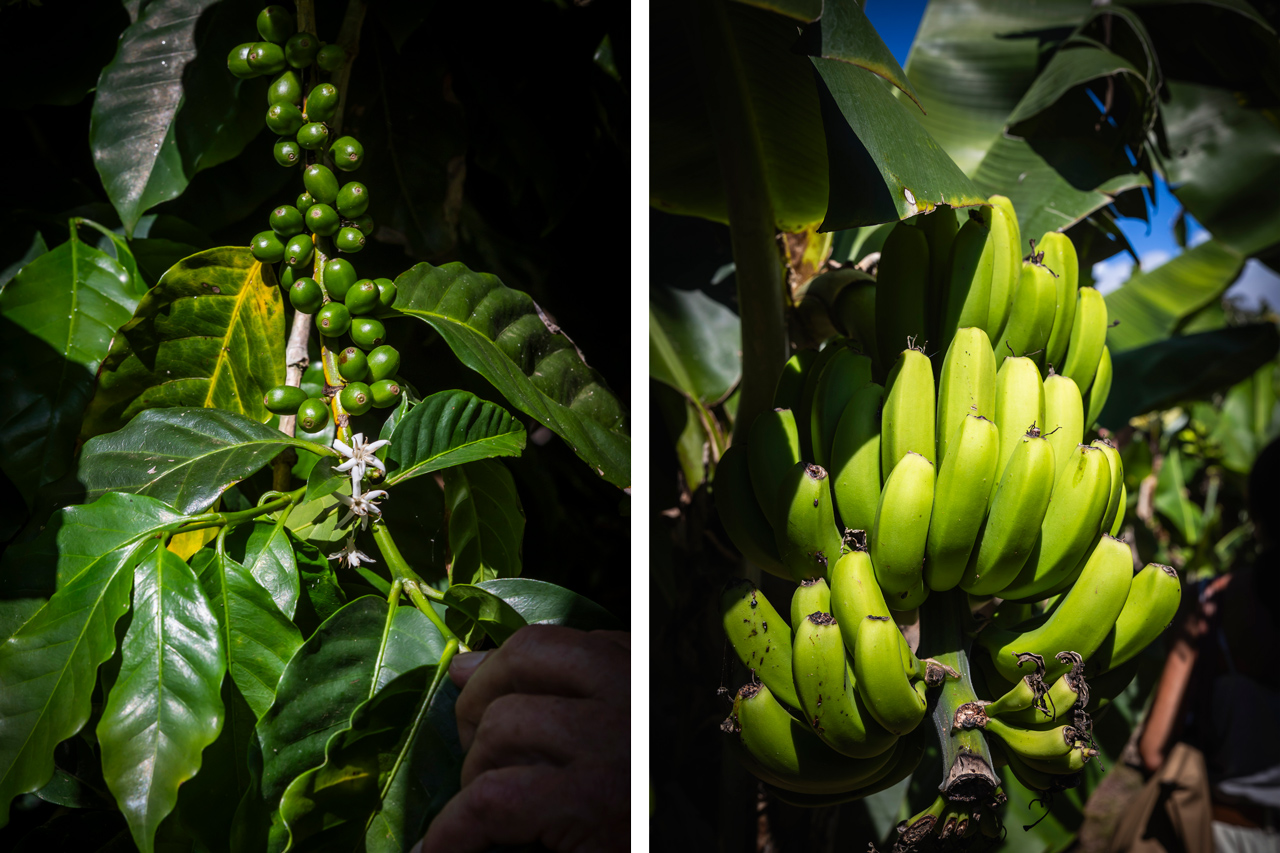 José Bernardo combina a plantação de café com a de banana