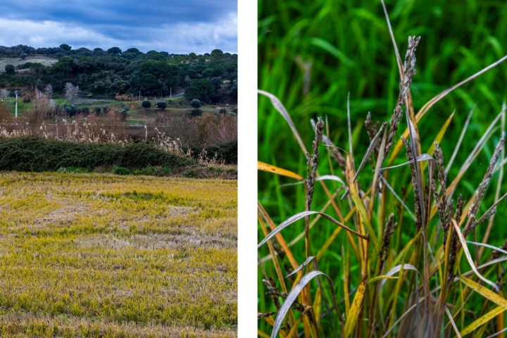 Nestes terrenos do estuário no Sado crescem as variedades Bomba e Ronaldo