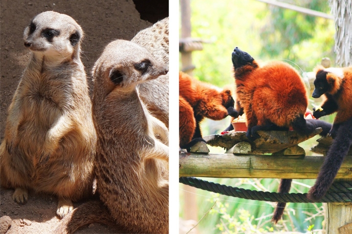 Suricatas e lémures no Zoo de Lagos 