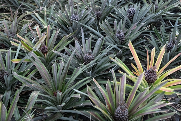 A Plantação de Ananás dos Açores, em Ponta Delgada, é de entrada gratuita. Lá pode ficar a conhecer a história desta fruta e a sua relação com o arquipélago 