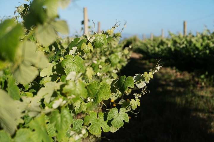As vinhas da Vicentino Wines, nos terrenos da Frupor, empresa conhecida pela produção de couve-chinesa e plantas ornamentais