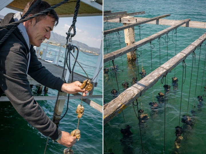 Degustación de ostras y mejillones en una batea