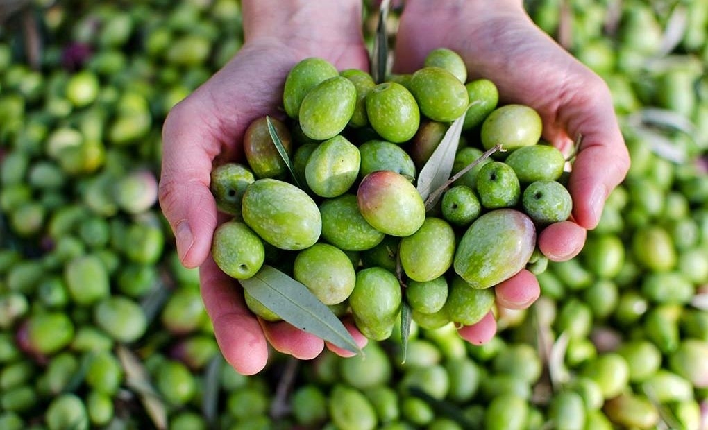Aceitunas para aceite virgen extra
