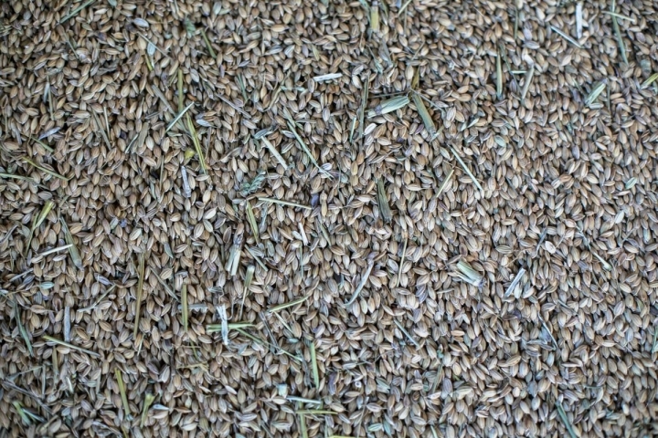 En la Finca Estell se cultivan hasta diez variedades distintas de arroz.