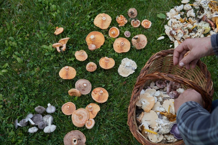 Una vez encontradas las setas, toca clasificarlas para descartar las que estén en mal estado.