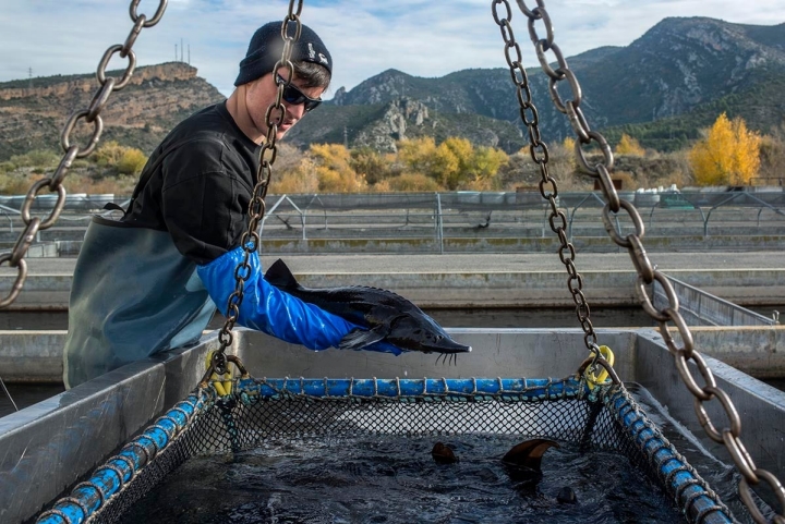 Una vez examinados son devueltos al estanque para seguir con su crecimiento normal.