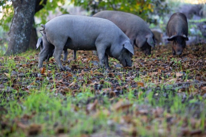 Ejemplar de un cerdo ibérico en la Serranía de Ronda