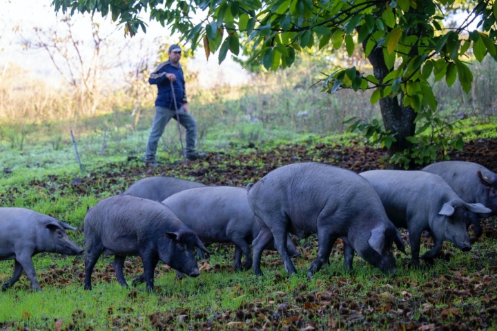 Cerdos ibéricos de Dehesa Monteros