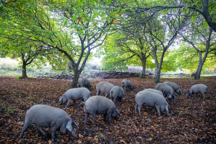 Cerdos comiendo castañas en la finca de Pujerra.