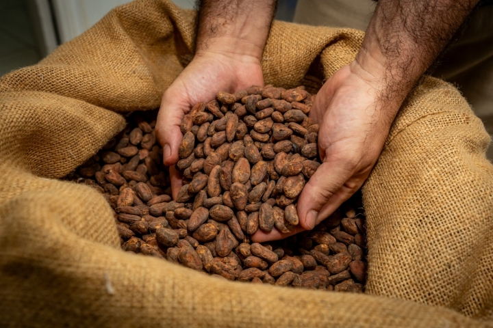 Trabajan con cacao fino de aroma, una variedad de alta calidad.