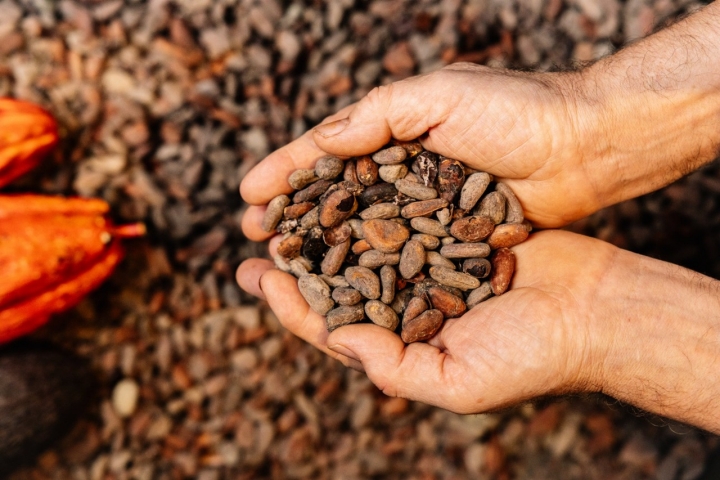 Bayas de cacao en la chocolatería Gorrotxategi