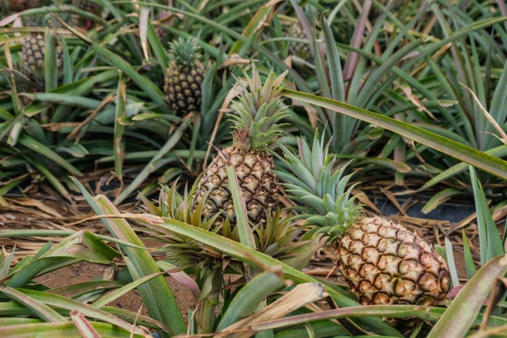 Las plantas ya con las piñas listas para la recolección