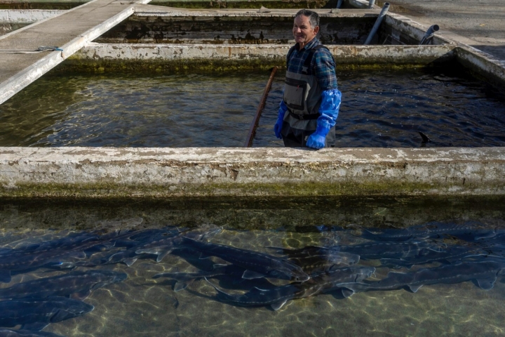 Paulino Saez, al cuidado de los animales.