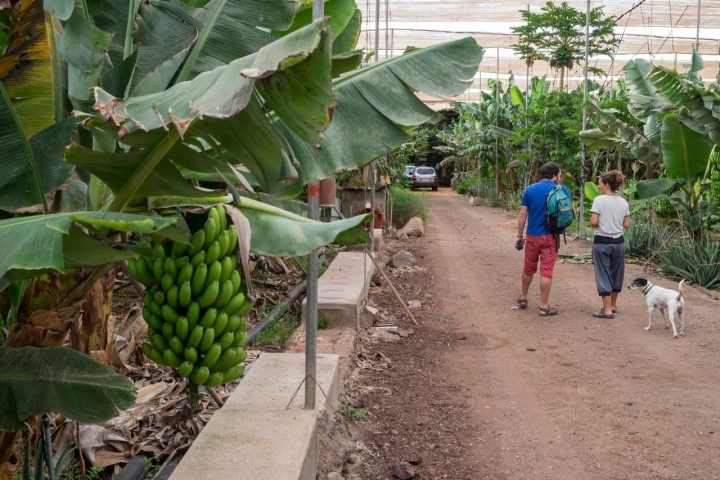 Los caminos, las plataneras y los animales hacen de Las Musas un paraíso terrenal.