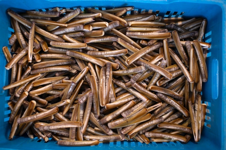 Una caja llena de navajas recién cogidas.