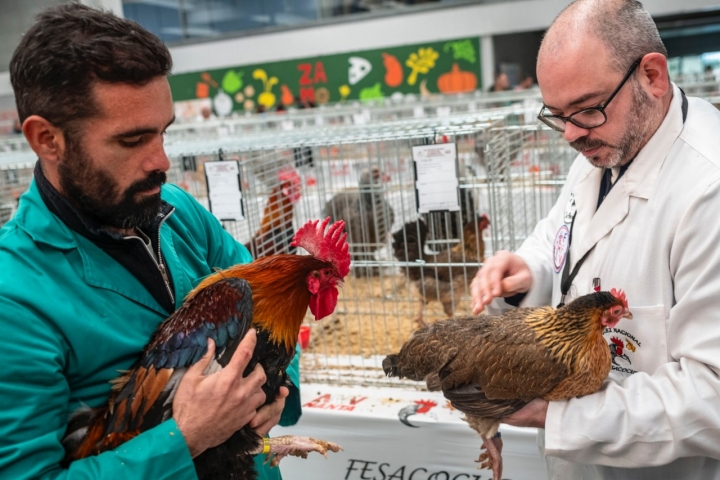 Gallo y gallina Camerana (comarca de Los Cameros, Rioja) en peligro y esperando ser raza oficial.