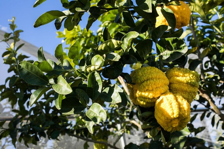 Para Todolí cada fruto tiene un aroma propio, profundo, distinto