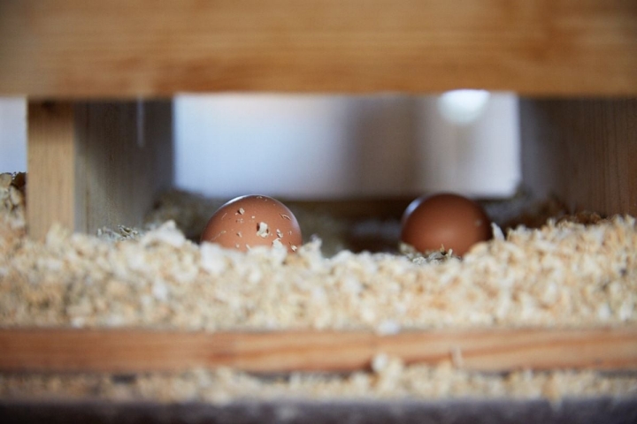 Los huevos más famosos de toda Cataluña.
