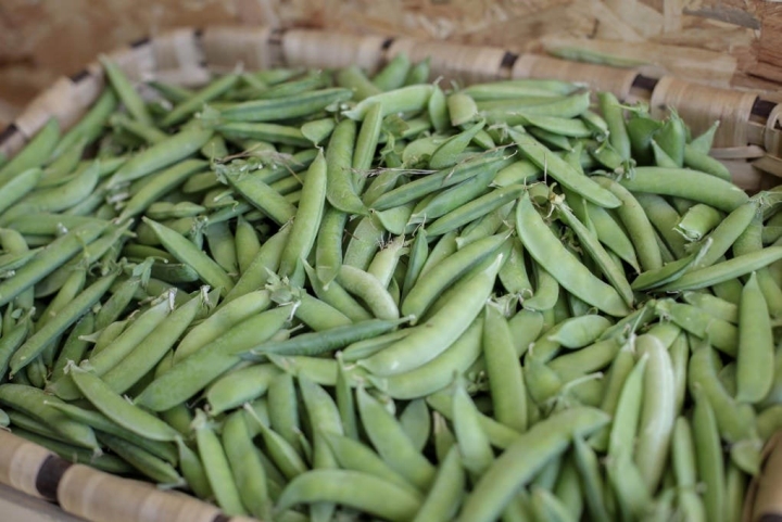 Detalle de guisantes del huerto social.