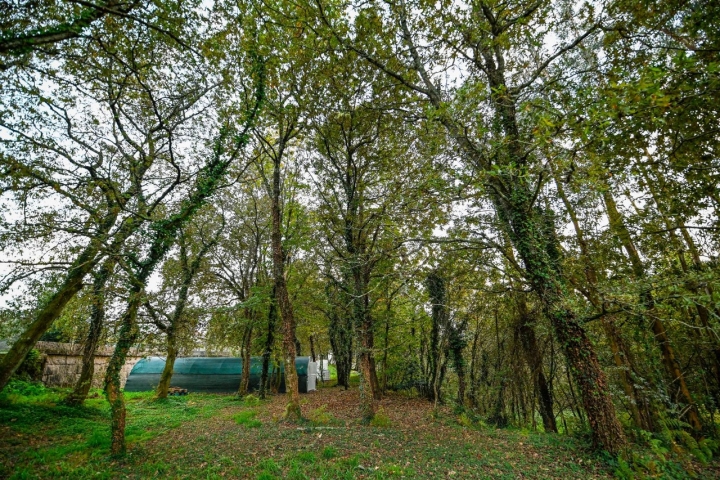 Las setas crecen en un tradicional bosque de robles gallegos.