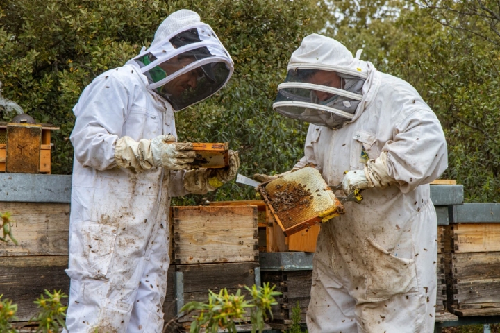 Apicultores Miel Antonio Simón