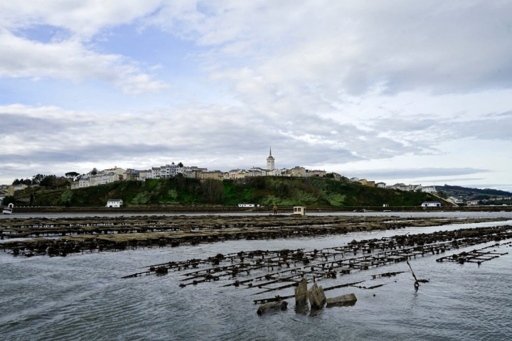 cultivo ostra parrilla