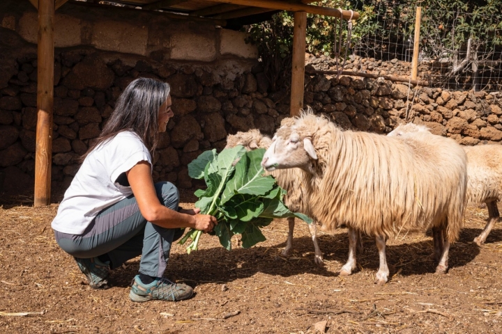 Pilar Carballo con sus ovejas palmeras de la finca La Jara.