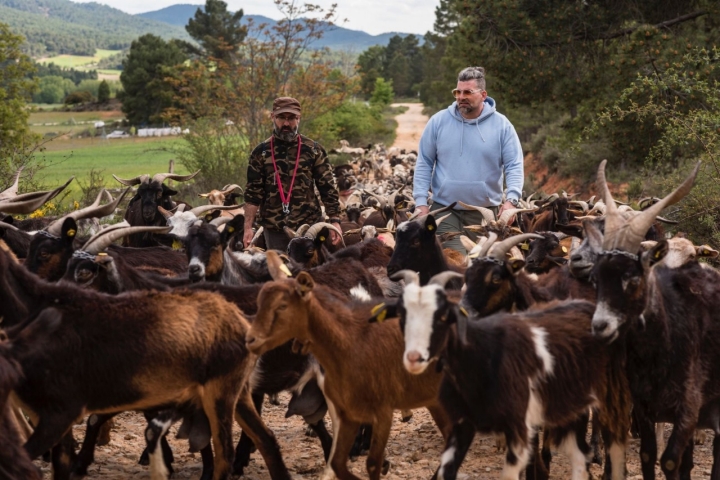 Rebaño de cabras con el chef Jesús Segura y el cabrero y quesero Rodrigo González