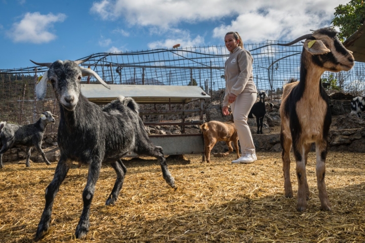 Granja de cabras de la quesería El Isorano (Tenerife).