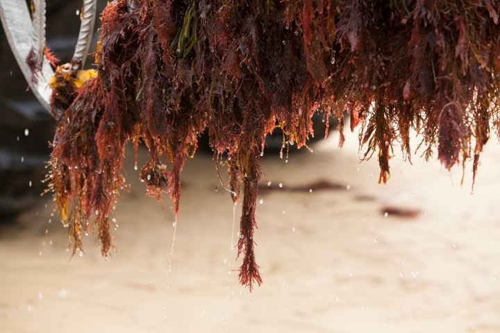 El 'Gelidium', el 'cielo congelado', como lo llaman en Japón.