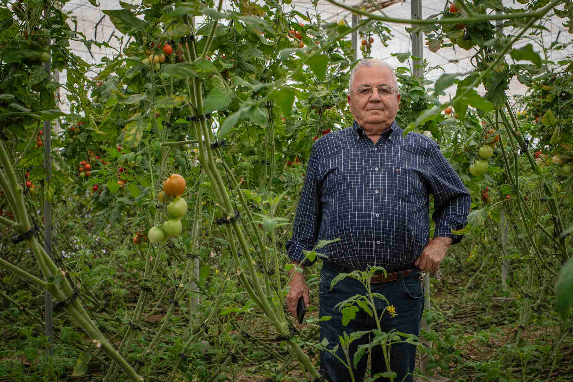 El invernadero de tomates de Antonio, cooperativista de CASI.