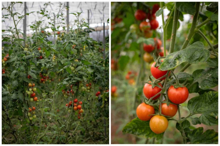 Las plantas, en los invernaderos, alcanzan los 8 metros y están tutorizadas. 