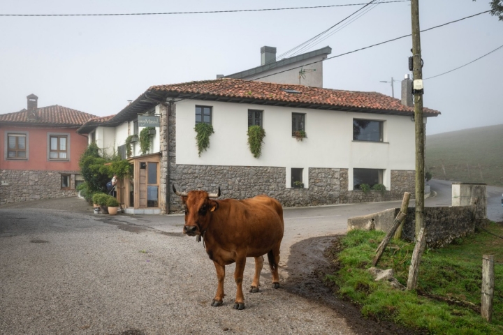 Una vaca en el exterior del restaurante Casa Marcial (Asturias).