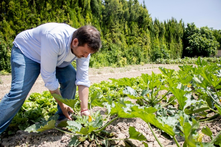 En su propia huerta, Juan Salcedo selecciona el calabacín en su momento justo de cultivo