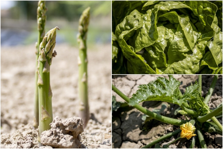 "La huerta es muy caprichosa, tanto en cantidad como en variedad", aseguran los hermanos
