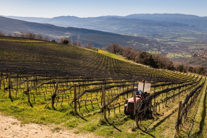 Viñedo de la bodega Castell d'Encús, Pallars Jussá de Lleida.