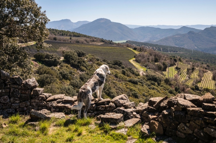 Finca de la bodega Castell d'Encús, Pallars Jussá de Lleida.
