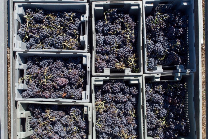 Garnacha lista para marchar a la bodega.