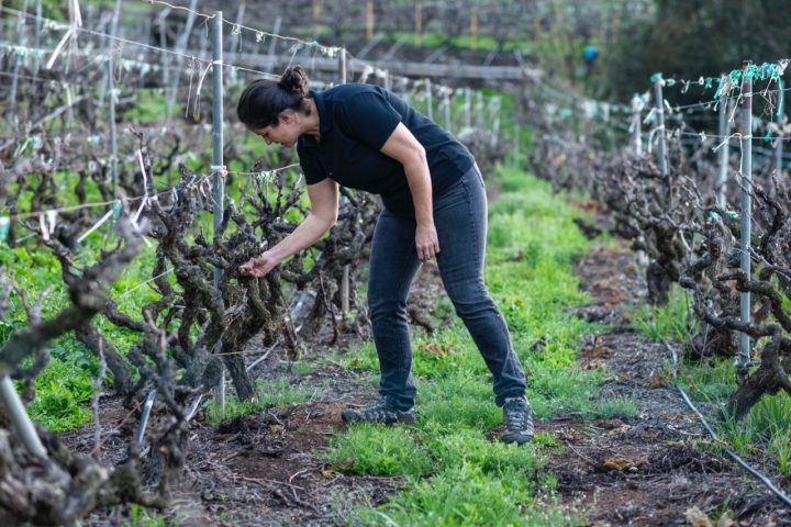 Viñedo El Loro (La Matanza, Tenerife) de la familia de la bodeguera Fátima Hernández
