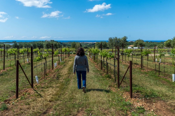 Finca Torralbenc viñedo